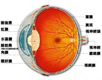 引起视网膜脱落的原因 哪些原因可以引起视网膜脱落