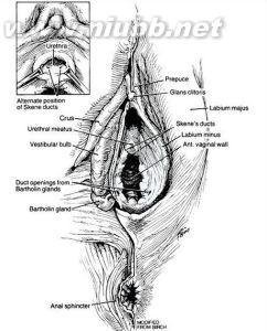上颌第一磨牙解剖形态 阴核 阴核-形态特征，阴核-解剖结构