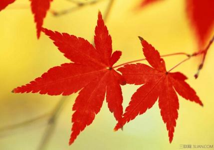 描写秋天落叶的成语 描写秋天的四字成语 西风落叶