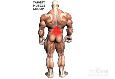 怎样锻炼腰部两侧肌肉 怎样锻炼腰腹部的肌肉