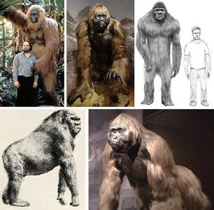 教会法的基本渊源有 巨猿 巨猿-基本简介，巨猿-历史渊源