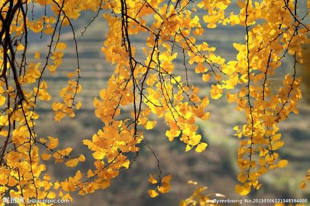 描写树叶声音的词语 描写秋天树叶的作文