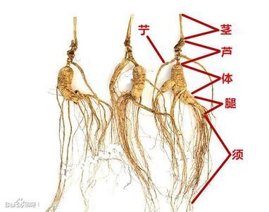 简述偷吃人参果 人参芦 人参芦-概述，人参芦-药品简述