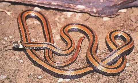 形态特征 台湾丽纹蛇 台湾丽纹蛇-科学分类，台湾丽纹蛇-形态特征