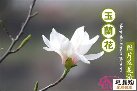 玉兰花的花语 玉兰花语，玉兰花花语