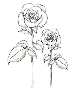 玫瑰花素描简单画法 玫瑰花简单好学的画法