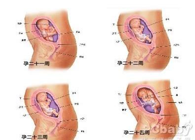 怀孕六个月胎儿图胎动 怀孕六个月胎儿图
