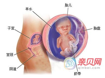 胎儿四个月发育图 胎儿发育过程图（第四个月)