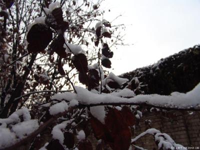 初雪的美文 怀念北方的雪