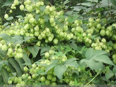 铝合金化学成份 啤酒花[植物] 啤酒花[植物]-植物简介，啤酒花[植物]-化学成份