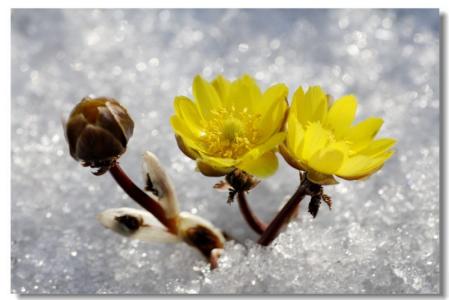 冰凌花的花语 冰凌花的花语是什么