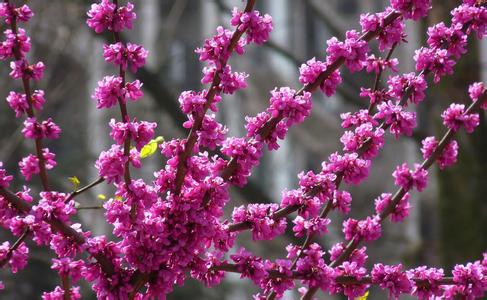 北京市气候特点 花市 花市-北京花市，花市-特点