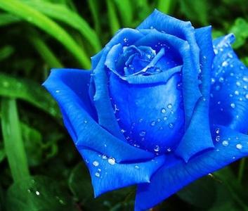 蓝玫瑰送什么人 蓝玫瑰代表什么意思