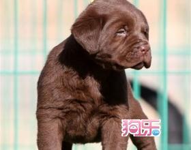 拉布拉多犬价格600元 拉布拉多犬价格