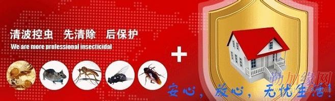 什么方法灭鼠最好 专家教您最好的灭鼠方法