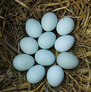 绿壳乌鸡蛋多少钱一斤 绿壳乌鸡蛋