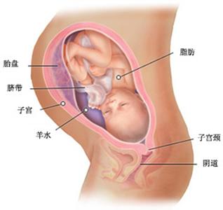 36周胎儿体重正常范围 36周胎儿发育情况
