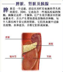 人体脾脏的位置图片 脾脏对人体的重要性