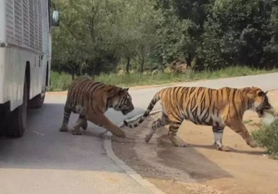 宁波咬人老虎被击毙 如何看待宁波动物园老虎咬人导致老虎被击毙事件？