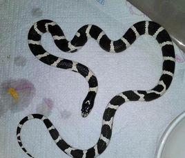 黑白王蛇 黑白王蛇-基本内容，黑白王蛇-生活习性