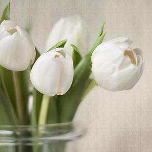 白色郁金香代表什么 白色郁金香的花语