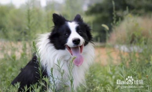 边牧犬的缺点 边牧犬好养吗