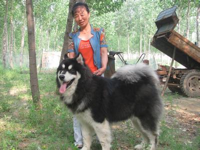 巨型阿拉斯加犬 巨型阿拉斯加犬 巨型阿拉斯加犬-简介历史，巨型阿拉斯加犬-体型