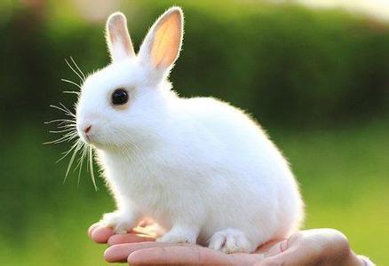 小白兔白又白 小白兔