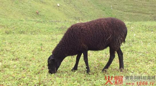 乌骨羊 乌骨羊-品种概述，乌骨羊-生活习性