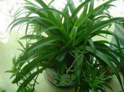 净化空气的室内植物 净化空气的室内植物哪些好？