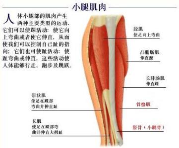 脚酸痛是什么原因 小腿酸痛是什么原因