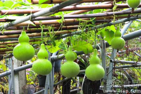 风水葫芦的作用与用法 葫芦瓜 葫芦瓜-简介，葫芦瓜-其它用法