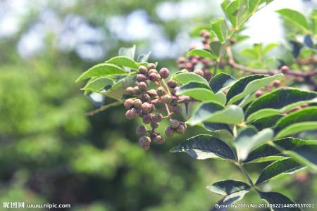 花椒树 花椒树-形态特征，花椒树-生长习性