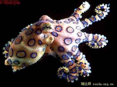 章鱼的特征 蓝环章鱼 蓝环章鱼-简介，蓝环章鱼-形态特征