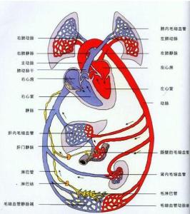 血液循环过程 血液循环 血液循环-概述，血液循环-过程