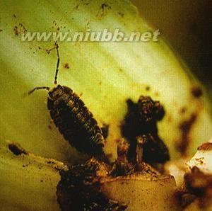 西瓜虫 西瓜虫-为害特点，西瓜虫-生活习性