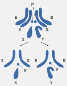 染色体组的定义 染色体组 染色体组-定义，染色体组-相关特征