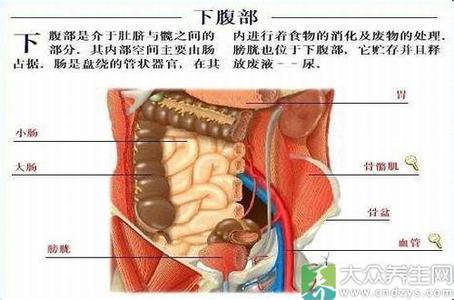 小腹下面是什么部位 小腹 小腹-简介，小腹-人体部位