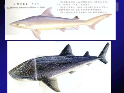 鱼类分类计数系统 鱼类 鱼类-分类，鱼类-分系