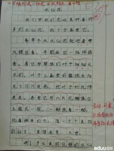 小动物作文300字以上 小动物作文300字