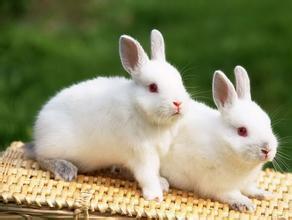 关于兔子的作文400字 关于兔子的作文
