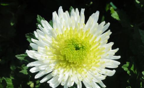送白菊花的象征意义 菊花有什么象征意义