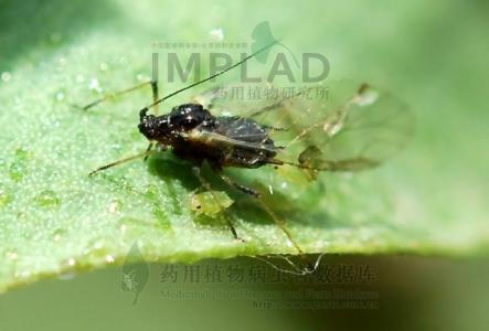 蚜虫 蚜虫-形态特征，蚜虫-生活习性