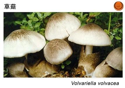 形态特征 草菇 草菇-起源，草菇-形态特征