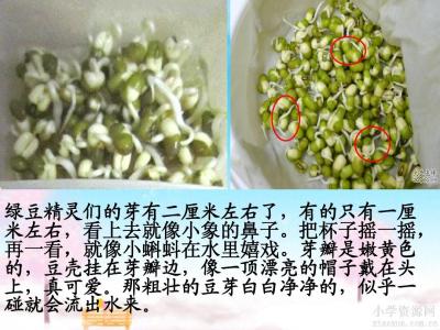 泡豆芽观察日记200字 泡豆芽观察日记