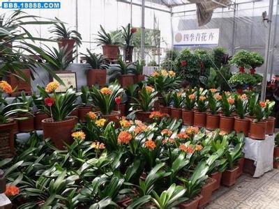 百余种常见花卉植物 花卉市场买植物的常见问题