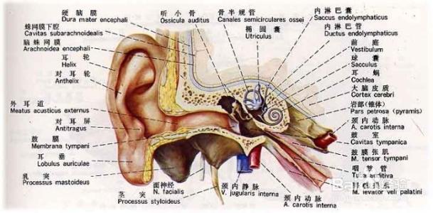 外耳结构 外耳的结构及其采耳的程序