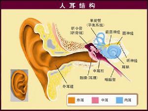 耳朵的结构和功能 耳朵[听觉器官] 耳朵[听觉器官]-结构，耳朵[听觉器官]-功能