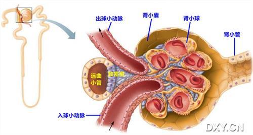 肾的形态结构 肾 肾-部位，肾-形态