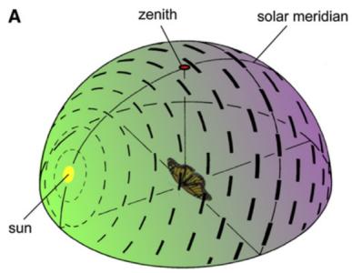 昆虫趋光性 昆虫为什么不会因趋光性齐刷刷地奔向太阳？